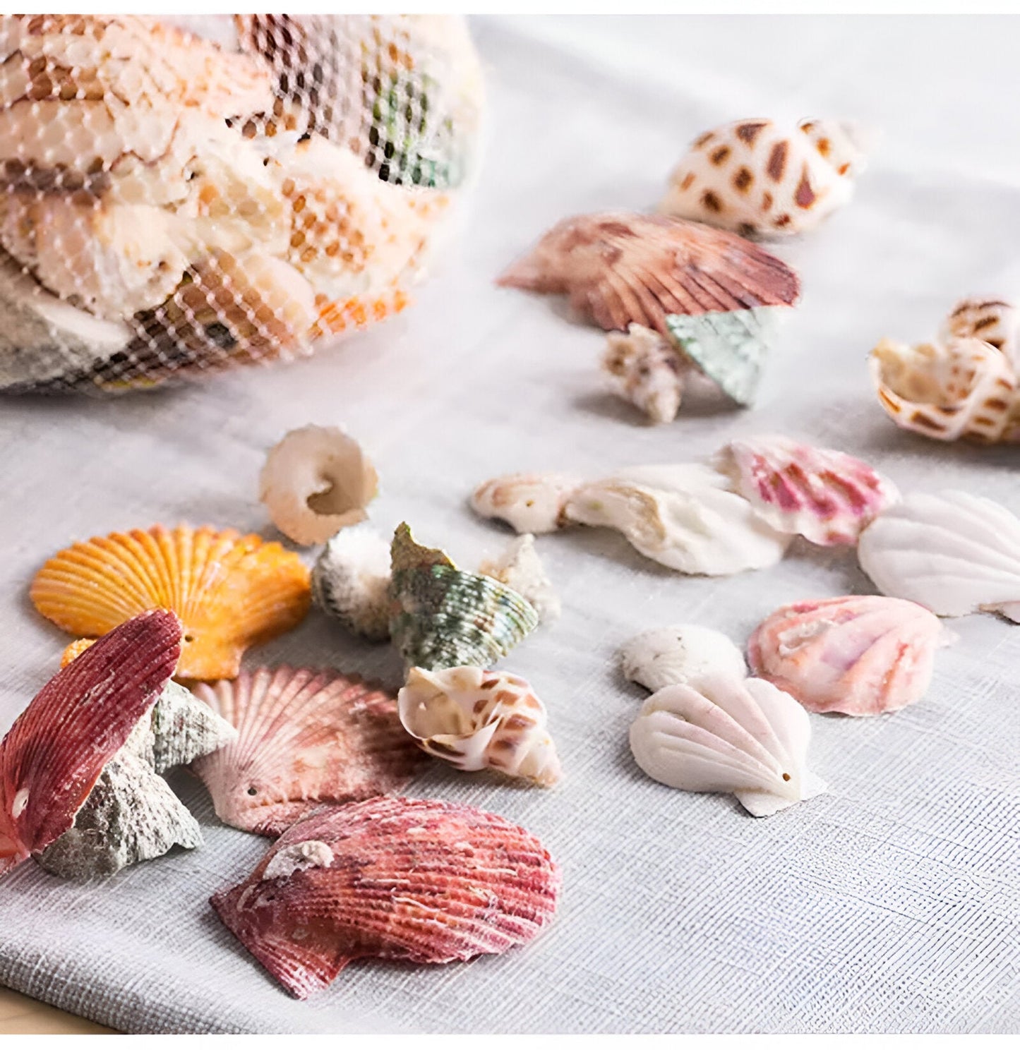 Suspension Coquillages Naturels – Laiton coloré
