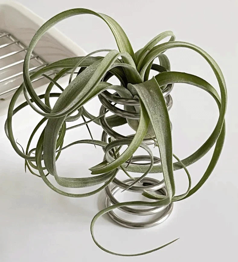 Support de Ressort Cylindrique en Acier Inoxydable – Stabilité et Élégance pour un Usage Polyvalent