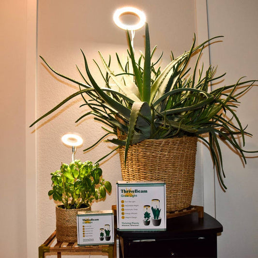 Lampe de Plantes pour la Maison